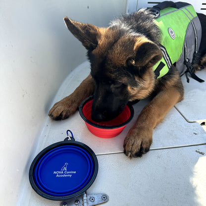 NCA Collapsible Dog Bowl